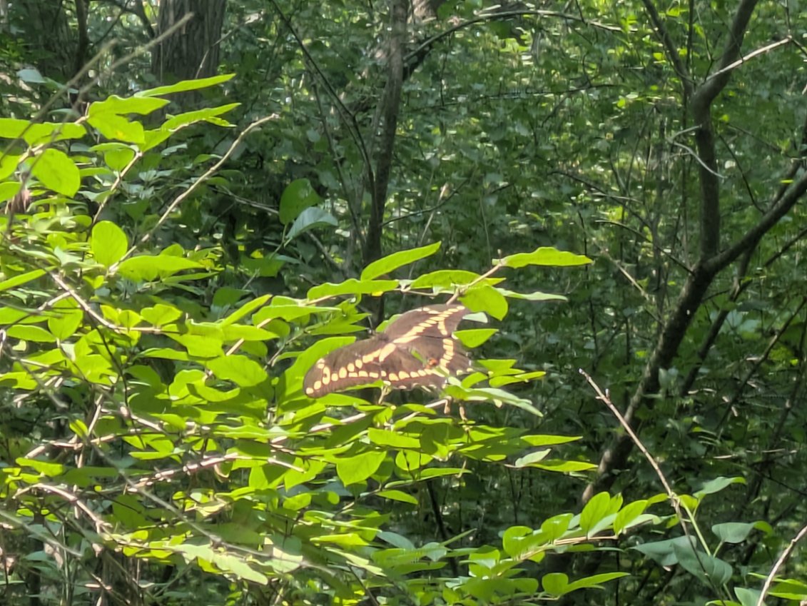 black and yellow butterfly on a tree
